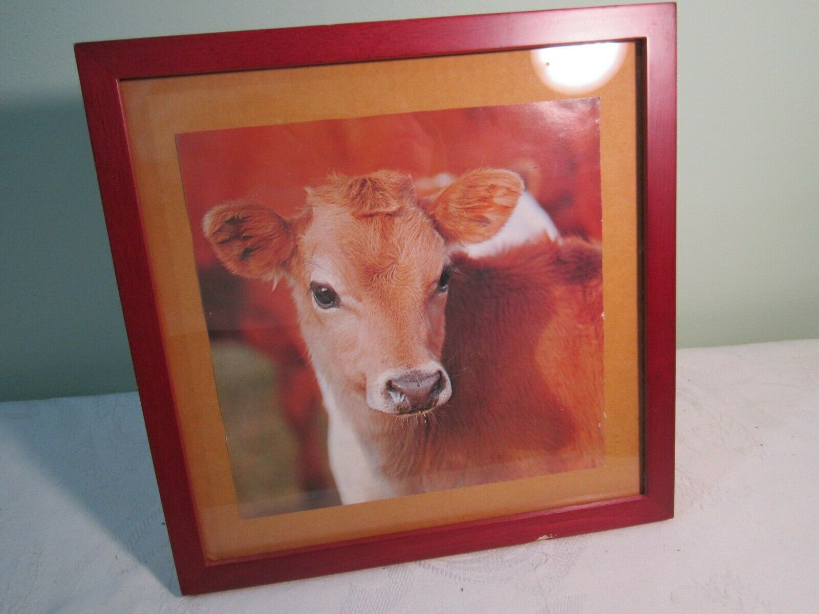 Baby Cow Calf Framed Color Farm Animal Photo Picture Print - Orange Cowhide Hair