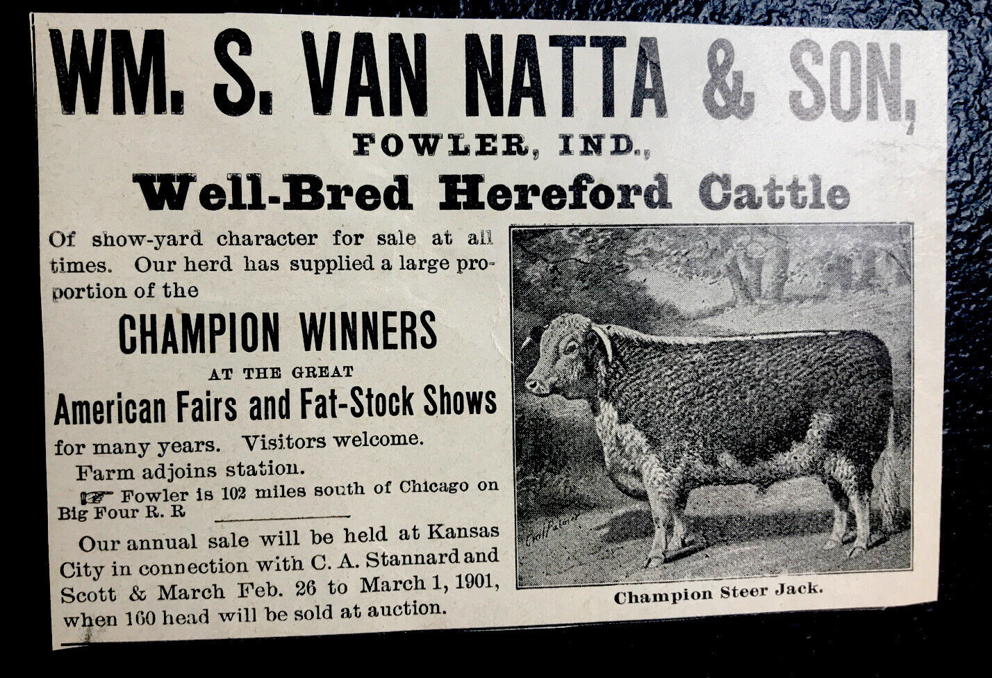 1900 Van Natta & Son Farm Cattle Advertising - Fowler - Indiana - Cow